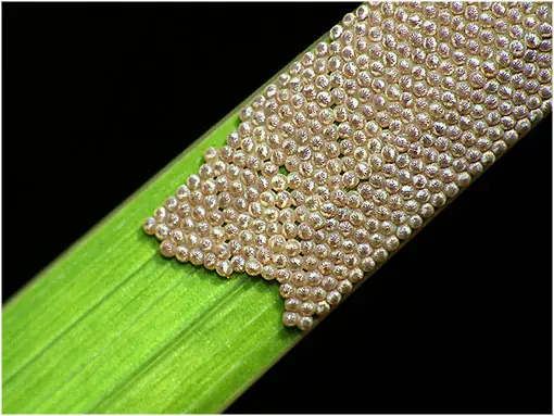 Insectos Impactantes...