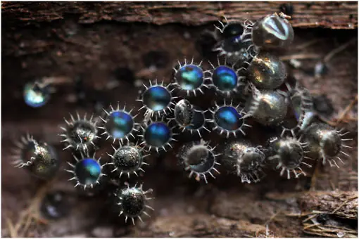 insectos