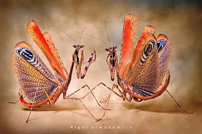 Insectos Impactantes...