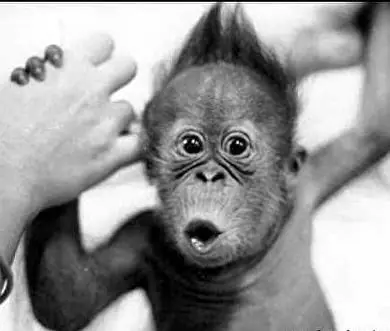 Las imagenes mas graciosas del mundo