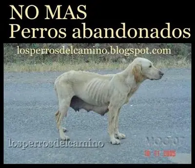 mascotas