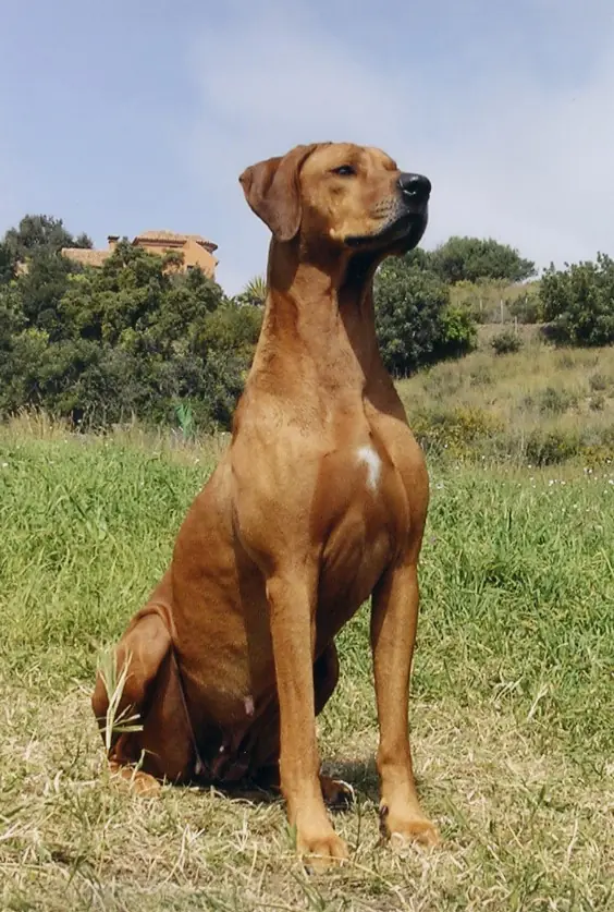 caza