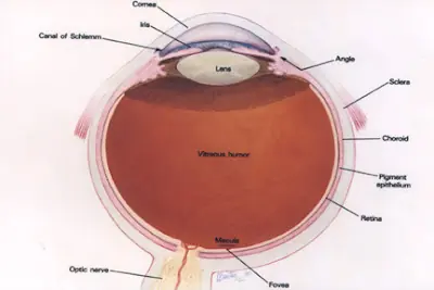 ¿Cuantos megapíxeles tienen nuestros ojos?