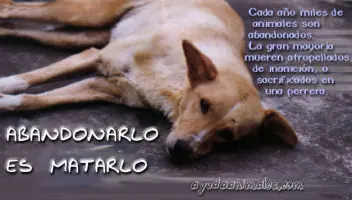 NO los abandones