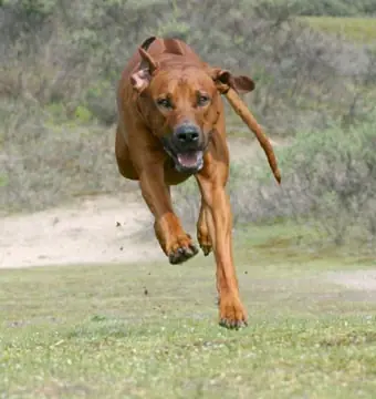 Raza de perro "Rhodesian Ridgeback"