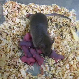 Una ratona tiene crías con óvulos hecho con células madre
