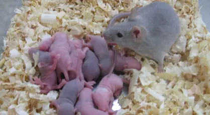 ratones