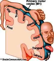 ¿cómo funciona nuestro cerebro?