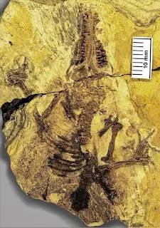 el antecesor más antiguo de los mamíferos