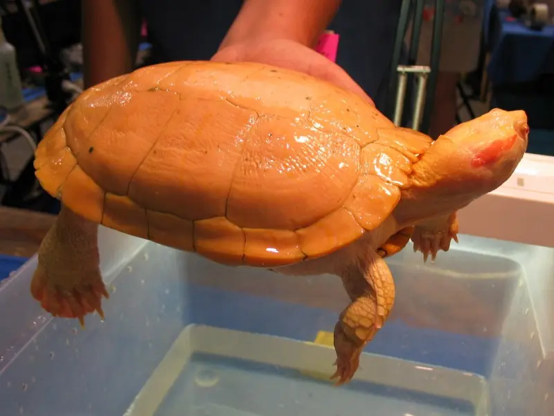 curiosidades del mundo