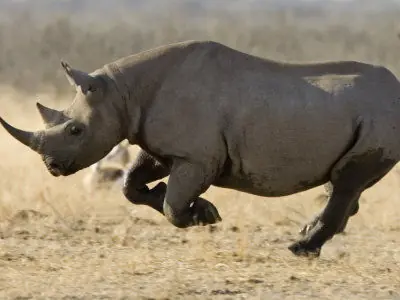 Se anuncia oficialmente la extinción del rinoceronte negro