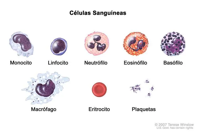 leucocitos