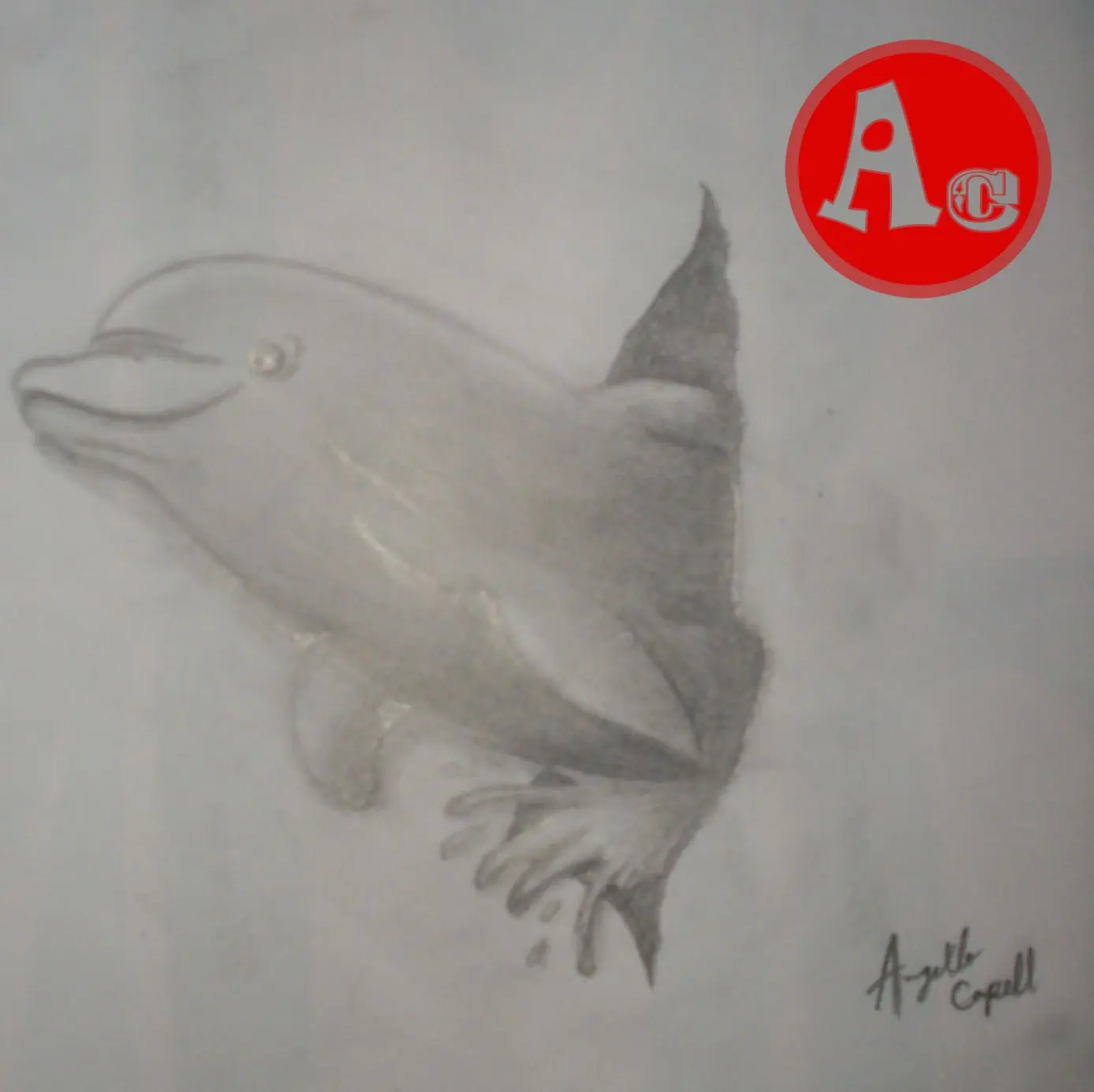 mi dibujo de delfin