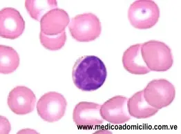 eritrocitos