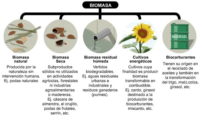 biomasa