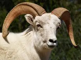 Animales