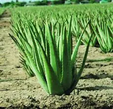 aloe