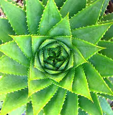 Aloe Vera