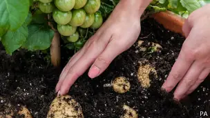 planta
