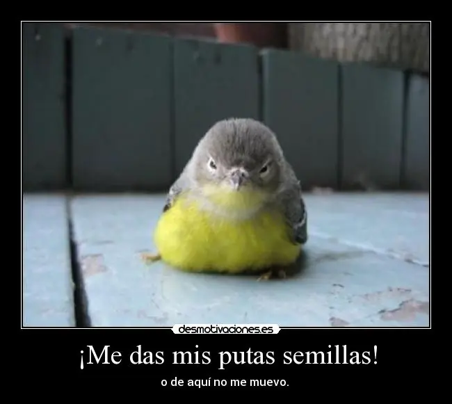 chistosas