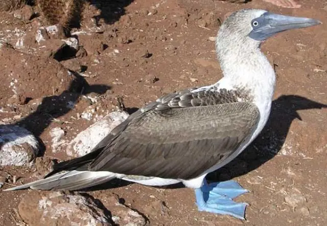 garrapata