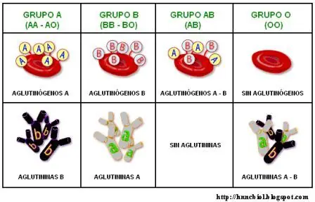 Grupos sanguíneos y evolución