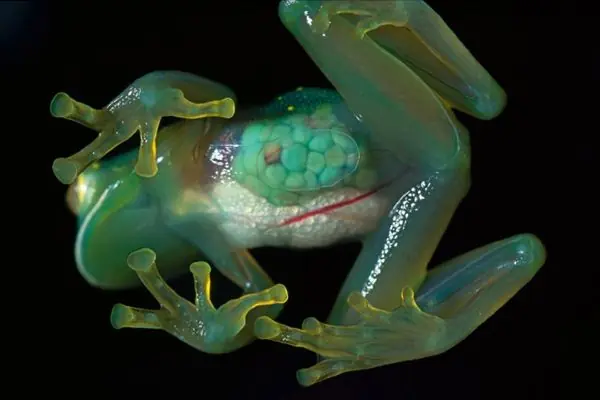 Criptozoología