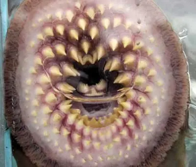 garrapata