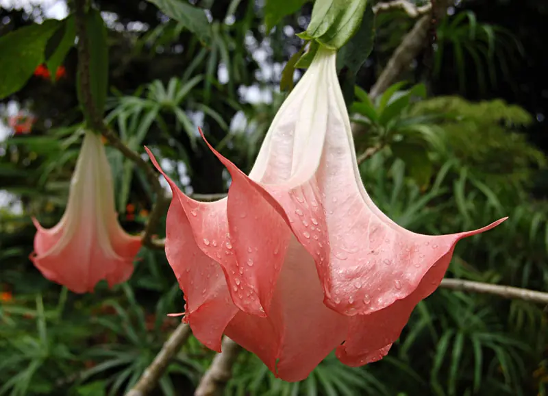 Receta Té de Floripondio/Brugmansia [Probado y documentado]
