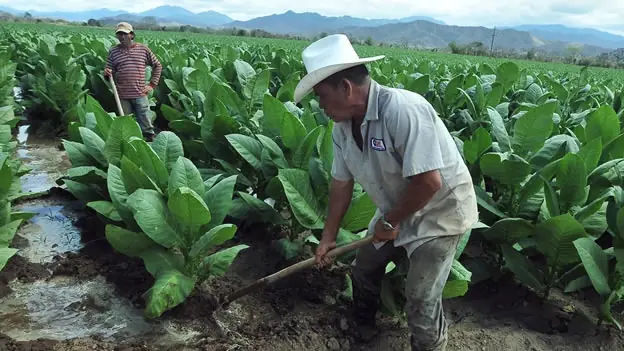 La agroecología podría duplicar la producción alimentaria