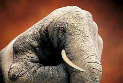 Animales