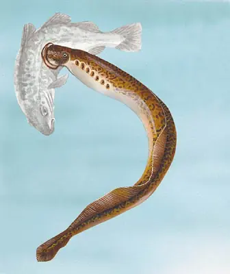 Pulga