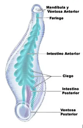 candiru