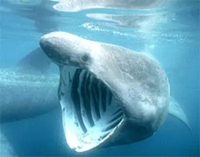 gigantes
