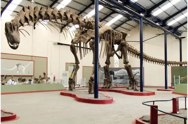 Prehistoria, hoy! locomocion de un Argentinosaurus