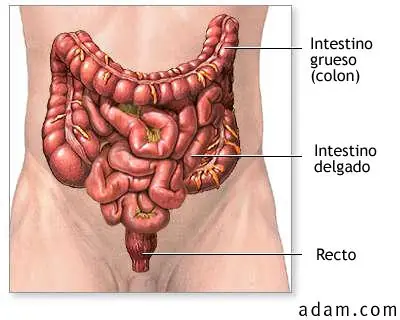 pancreas