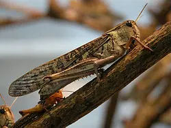 peligrosos