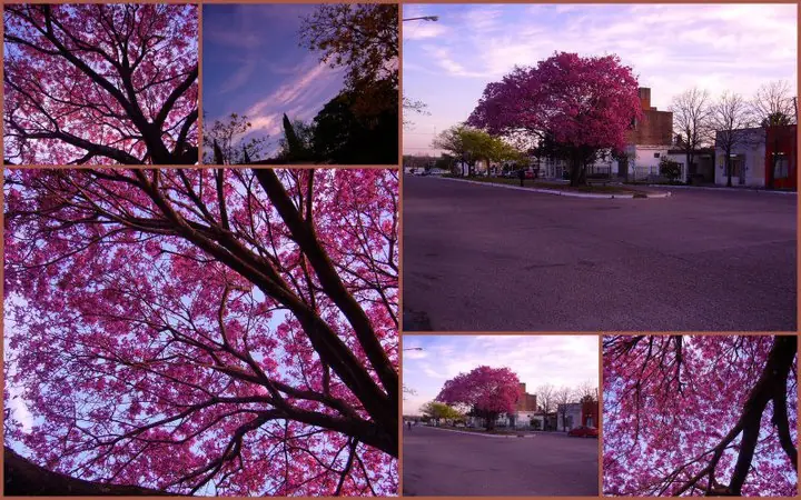 Arbol