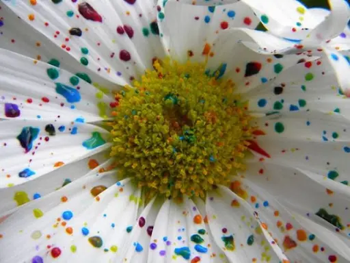 galaxia