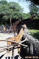 Antonio