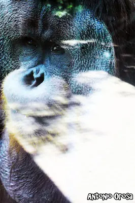 Un paseo por el Zoológico de Chapultepec