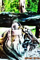 animal