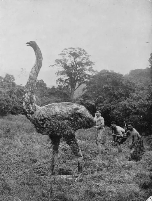 Historia, tradiciones y cultura Maorí