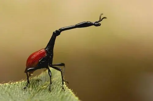 madagascar