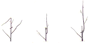 arboles