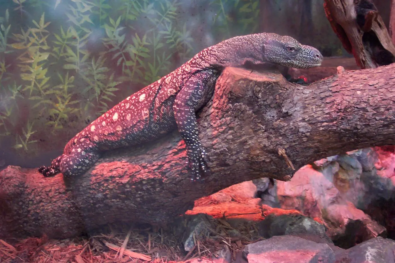 Locuras del mundo animal.. que nunca nadie te va a discutir.