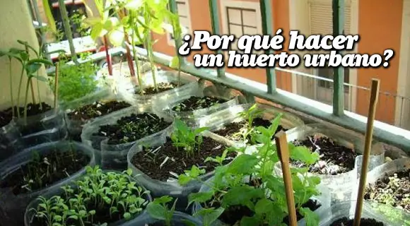 ¿Por qué hacer un huerto urbano?