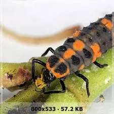 como criar mariquitas?(catarina) tutorial mega post!