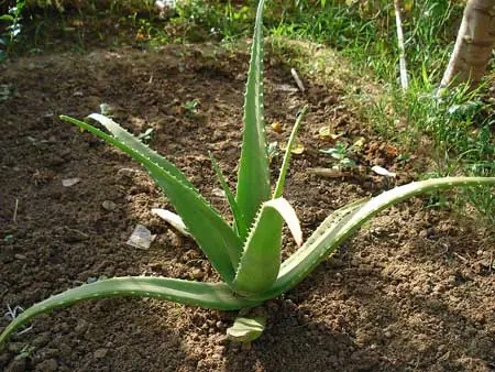Las propiedades del aloe vera
