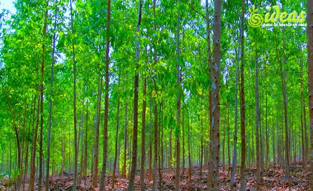 arboles